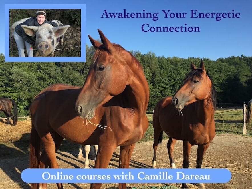 Awakening Your Energetic Connection Part 2