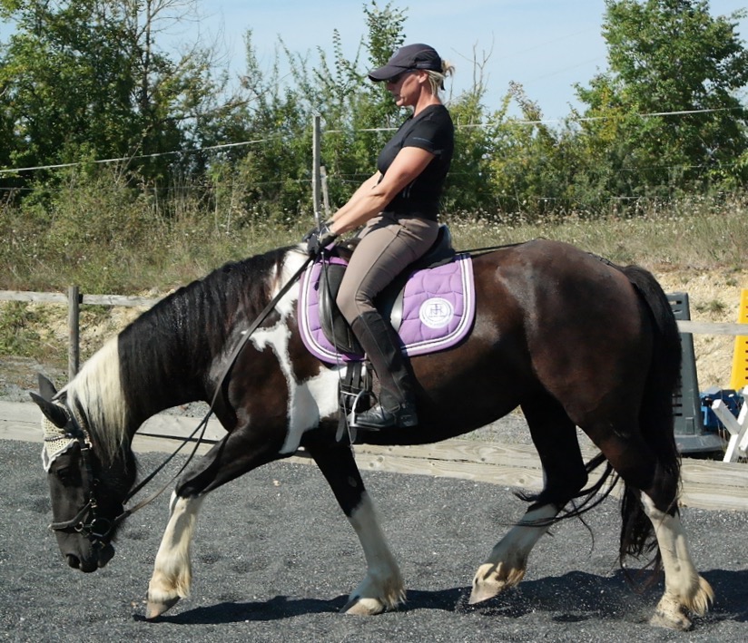 Train Horse Without Force